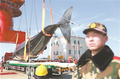SupAnchor东部工厂附近海面发现抹香鲸